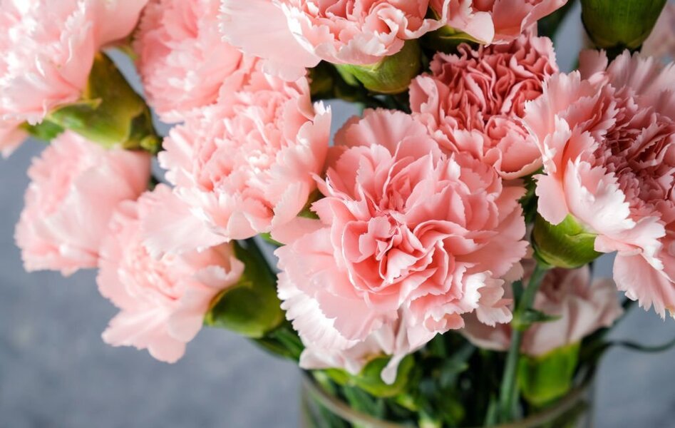 Facts You Need to Know About Carnation Flowers